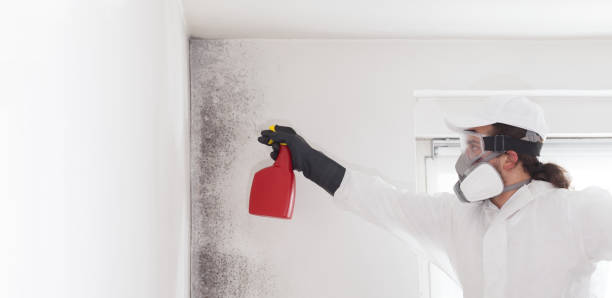 Best Black Mold Remediation in Parlier, CA